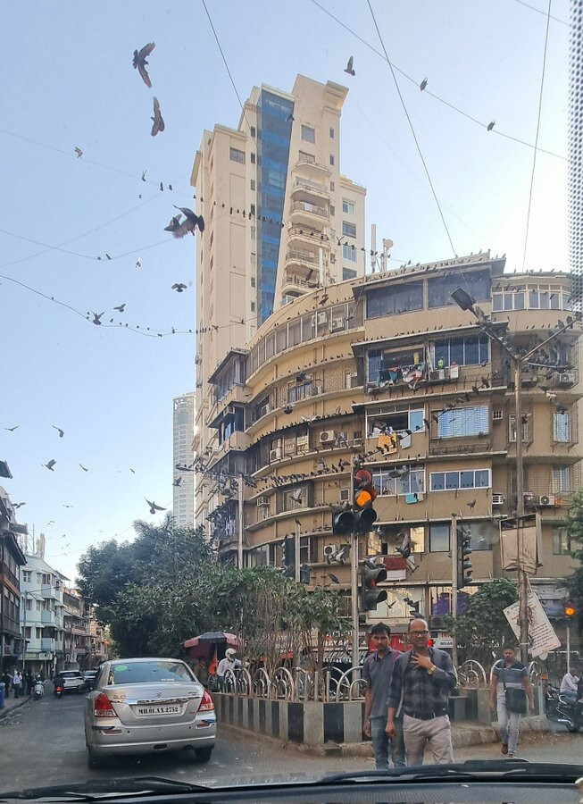 Alert Mumbaikars! Feeding Pigeons Can Cost You Your Health