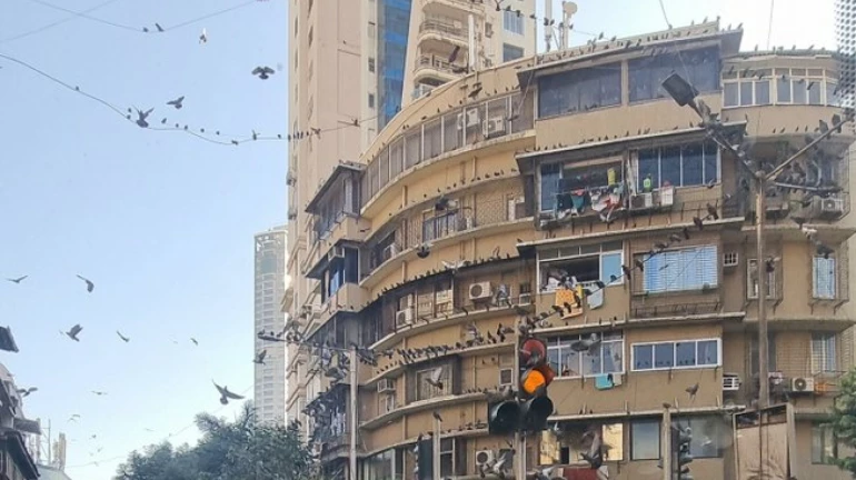 Alert Mumbaikars! Feeding Pigeons Can Cost You Your Health