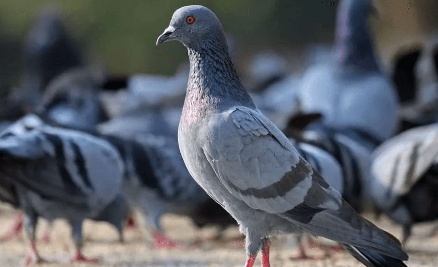 मुंबईसह दादरमधील कबुतरखाना बंद होणार?