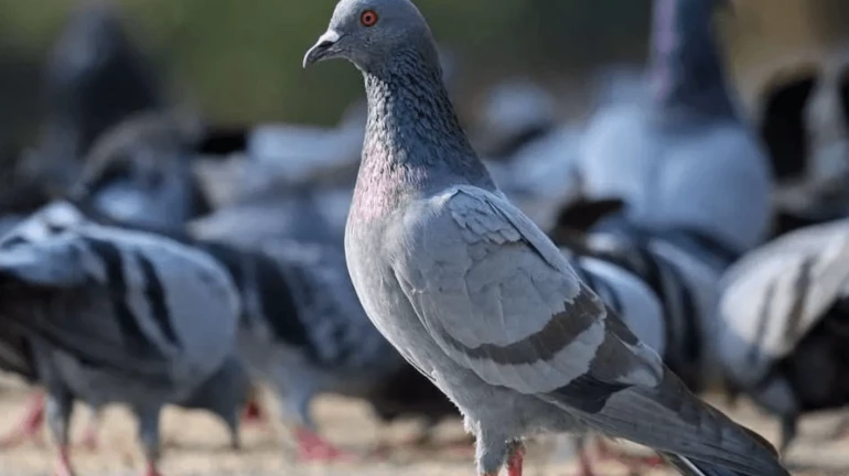 मुंबईसह दादरमधील कबुतरखाना बंद होणार? मुंबईसह दादरमधील कबुतरखाना बंद होणार?