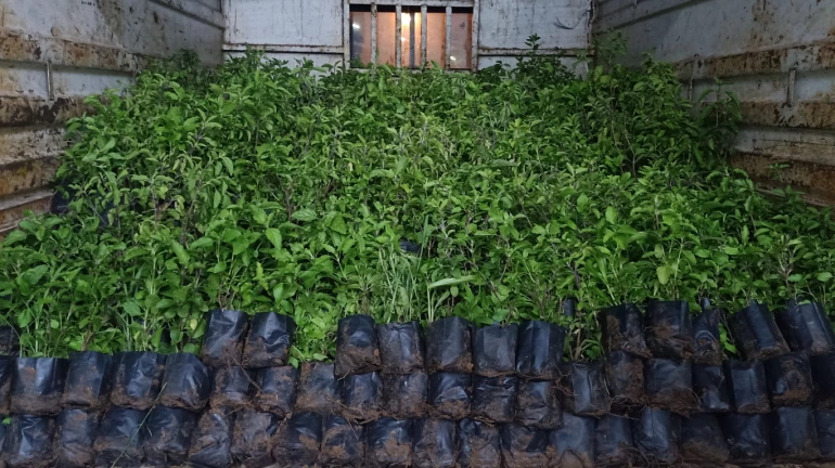 किसानकनेक्टच्या रोपांचे घरपोच वितरण किसानकनेक्टच्या रोपांचे घरपोच वितरण