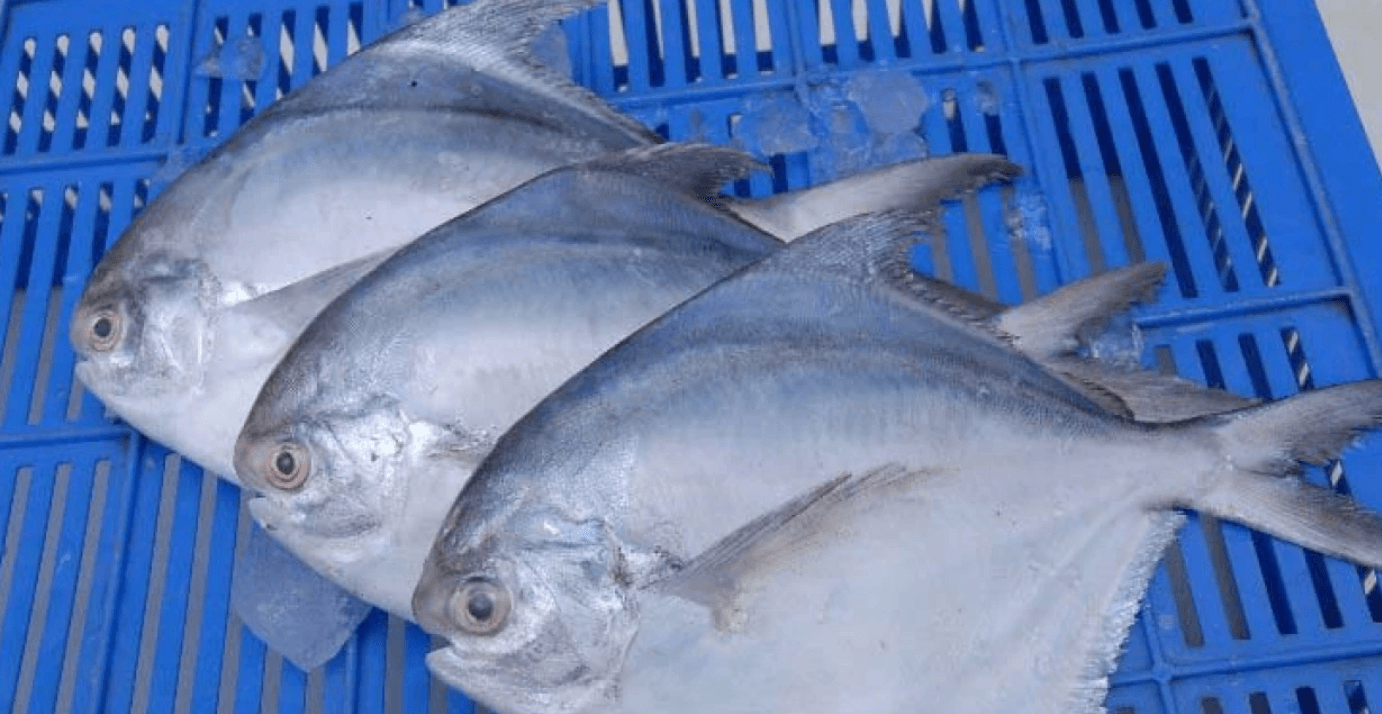 पॉम्फ्रेट मछली विलुप्त होने के कगार पर