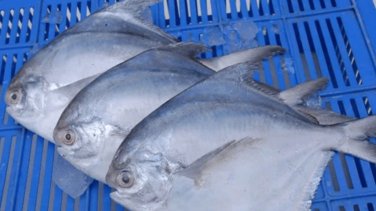 पापलेट मासा नष्ट होण्याच्या उंबरठ्यावर पापलेट मासा नष्ट होण्याच्या उंबरठ्यावर