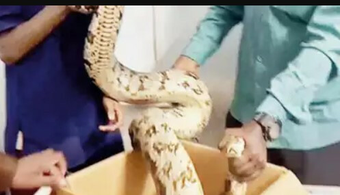 धारावी : घरात फ्रीजच्या मागे सापडला अजगर, पाळीव प्राण्याला गिळले