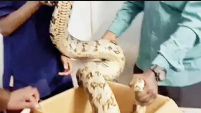 मुंबई के धारावी में मिला अजगर मुंबई के धारावी में मिला अजगर