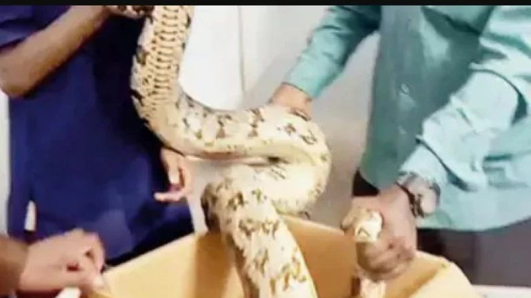 धारावी : घरात फ्रीजच्या मागे सापडला अजगर, पाळीव प्राण्याला गिळले धारावी : घरात फ्रीजच्या मागे सापडला अजगर, पाळीव प्राण्याला गिळले