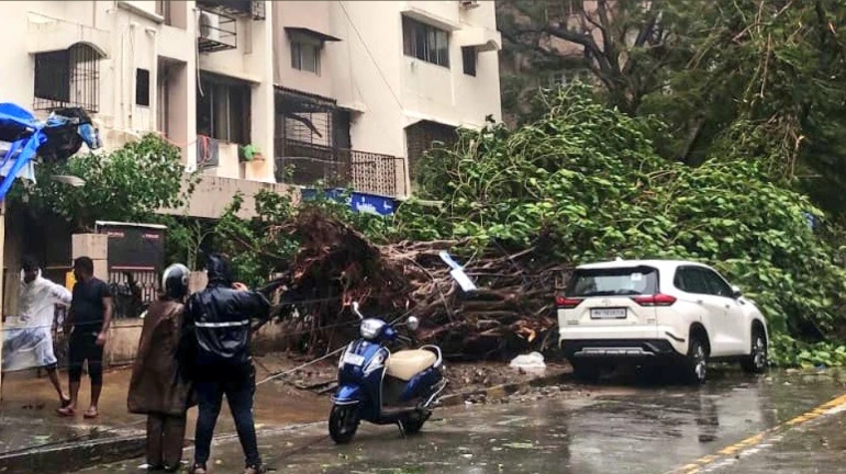 Thane Man Dies Days After Tree Falls on Him During Heavy Rains Thane Man Dies Days After Tree Falls on Him During Heavy Rains