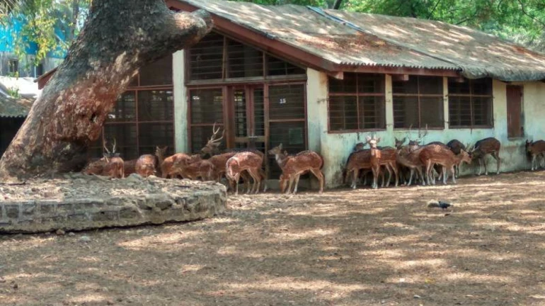 कोरोना के कारण रानी बाग को 30 अप्रैल तक किया गया बंद कोरोना के कारण रानी बाग को 30 अप्रैल तक किया गया बंद