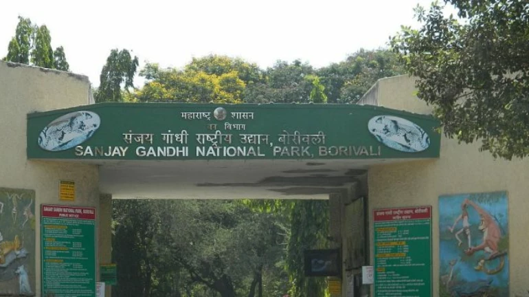 गुजरात से लाए गए शेरों को आज संजय गांधी राष्ट्रीय उद्यान में उनके आवास में छोड़ा जाएगा गुजरात से लाए गए शेरों को आज संजय गांधी राष्ट्रीय उद्यान में उनके आवास में छोड़ा जाएगा