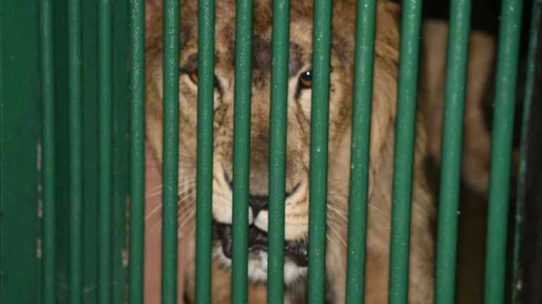 मुंबई- संजय गांधी राष्ट्रीय उद्यान में सिंह के जोड़े को उनके आवास मे रखा गया