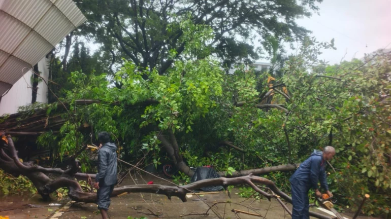 Mumbai: Eight Injured After Tree Collapses During Inspection in Santacruz Amid Heavy Rains Mumbai: Eight Injured After Tree Collapses During Inspection in Santacruz Amid Heavy Rains