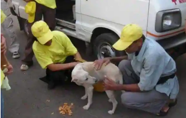International Dog Day : 5 Best Animal Shelters In Mumbai | Mumbai Live