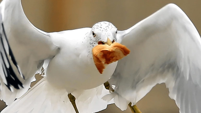पक्षियों को खाना खिलाने वालों के खिलाफ दंडात्मक कार्रवाई पक्षियों को खाना खिलाने वालों के खिलाफ दंडात्मक कार्रवाई