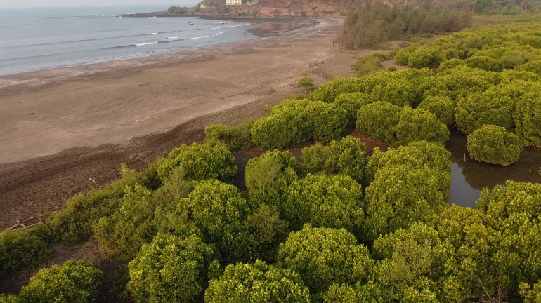 Seashore spanning 55-hectares in coastal Maharashtra submerged: Study
