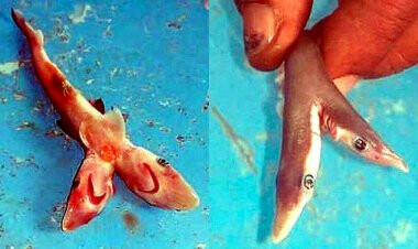 Fishermen in Palghar catch two-faced baby shark