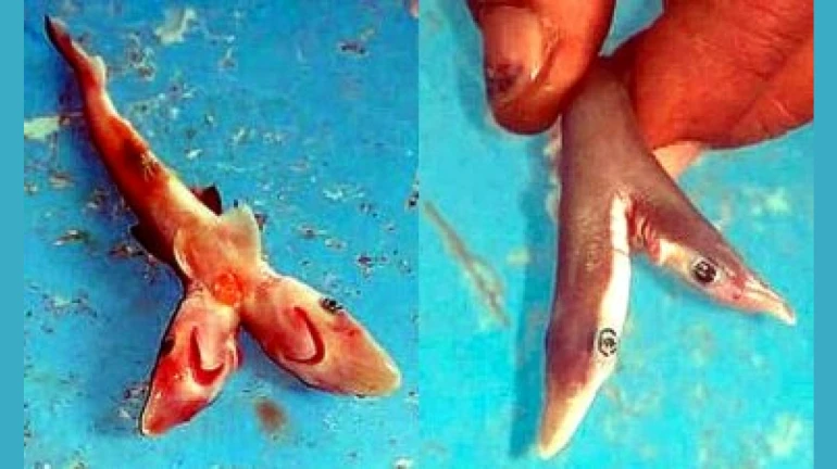 Fishermen in Palghar catch two-faced baby shark