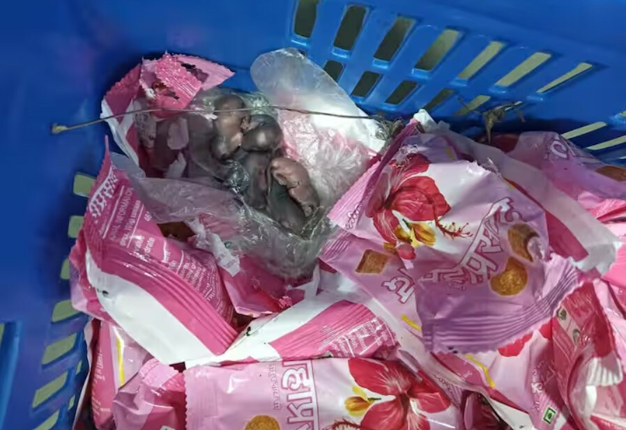 सिद्धिविनायक मंदिराच्या प्रसादात उंदराची पिल्लं?