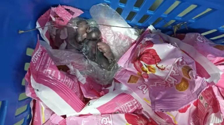 सिद्धिविनायक मंदिराच्या प्रसादात उंदराची पिल्लं? सिद्धिविनायक मंदिराच्या प्रसादात उंदराची पिल्लं?