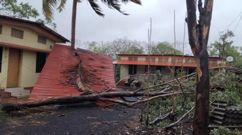Cyclone Tauktae: तौंते चक्रीवादळामुळे सिंधुदुर्ग जिल्ह्यात ‘इतकं’ नुकसान