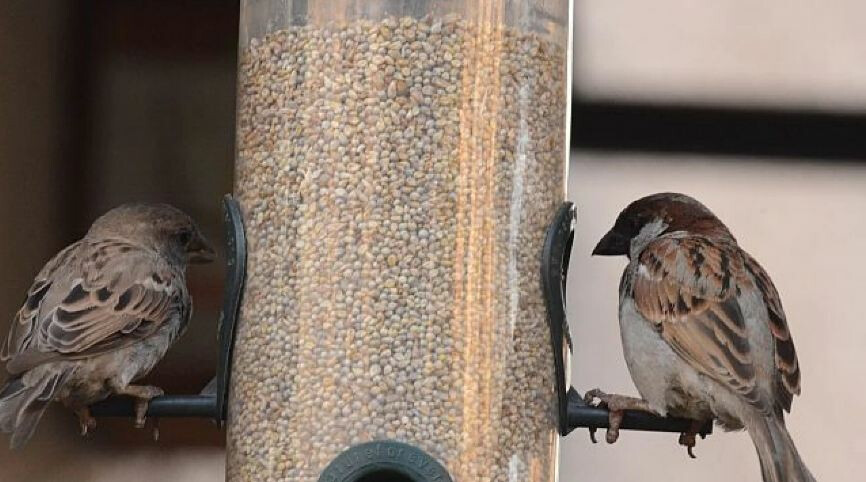 मुंबईतून चिमण्या नामशेष होण्याची ही आहेत ८ कारणं