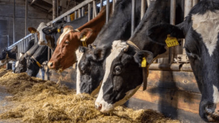 BMC Moves Ahead with Plan to Relocate Cowsheds Following Court Order BMC Moves Ahead with Plan to Relocate Cowsheds Following Court Order