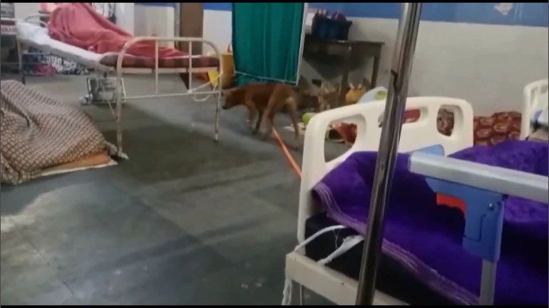 Trending Viral Video: Stray Dogs Seen Inside a Patient Ward at Government Hospital in Nagpur