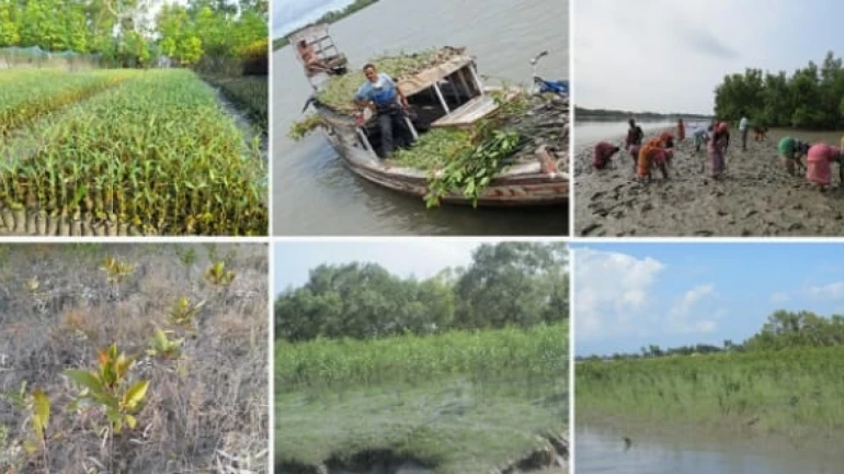 World Wetlands Day: 4 Areas in Mangrove Rich Sundarbans Enlisted As UNESCO World Heritage Sites