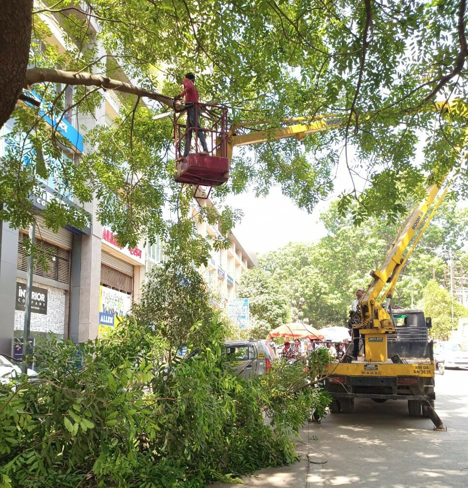 Thane: 45% of dangerous tree branch removal in the TMC area is complete