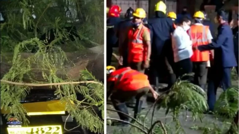 Thane: Two people including autorickshaw driver crushed to death after tree falls