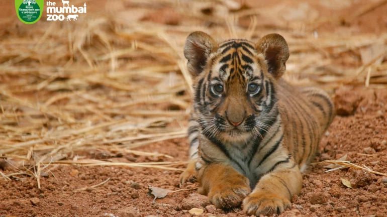 Mumbai Zoo Welcomes A Tiger Cub And Penguin Chick
