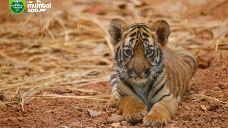 Mumbai: Rare Birth of Tiger Cubs at SGNP Ends in Tragedy with Death Of 3 New Born Mumbai: Rare Birth of Tiger Cubs at SGNP Ends in Tragedy with Death Of 3 New Born