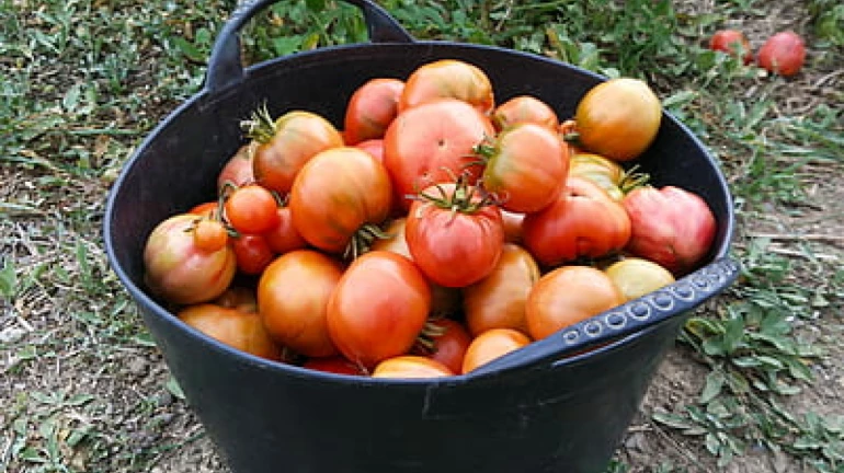 Tomato Price Hike: Burns common man's pockets as its rates cross INR 100/kg in Mumbai Tomato Price Hike: Burns common man's pockets as its rates cross INR 100/kg in Mumbai