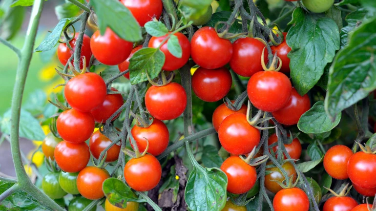 Mumbai: Now, Prices Of Tomato Breach INR 100 In Parts Of City
