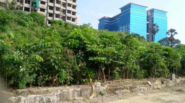 मुंबई मेट्रो करणार  ९ हजार झाडांचं मियावाकी पद्धतीने रोपण