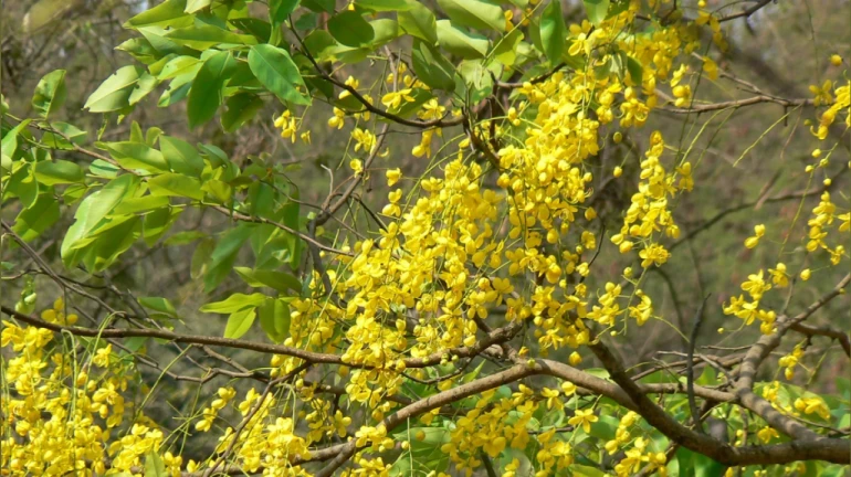 मुंबईत यापुढे देशी झाडांचीच लागवड होणार मुंबईत यापुढे देशी झाडांचीच लागवड होणार