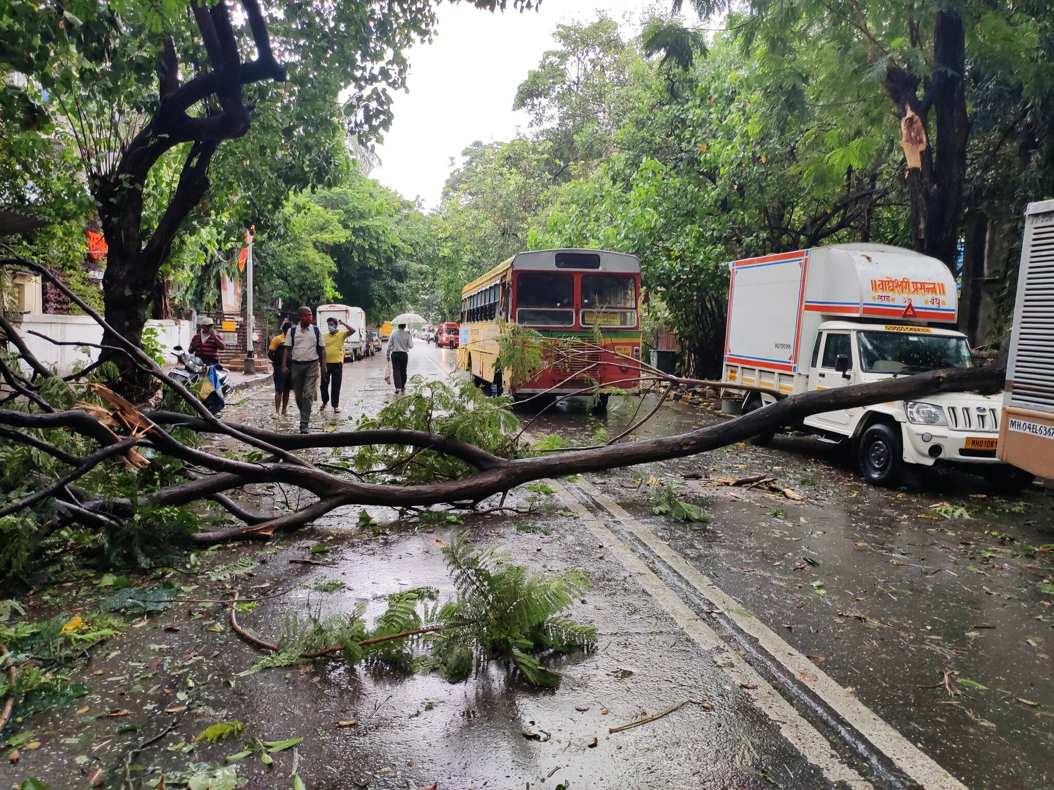 तोक्ते वादळात मुंबईत पडली 'इतकी' झाडं, परदेशी झाडं अधिक
