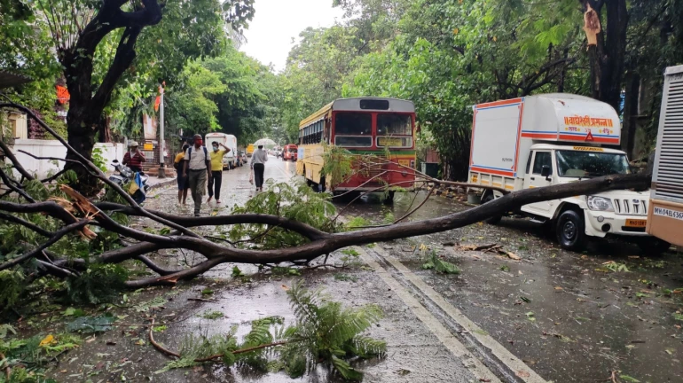 Cyclone Tauktae: 812 trees uprooted in Mumbai; 70 per cent of foreign origin Cyclone Tauktae: 812 trees uprooted in Mumbai; 70 per cent of foreign origin