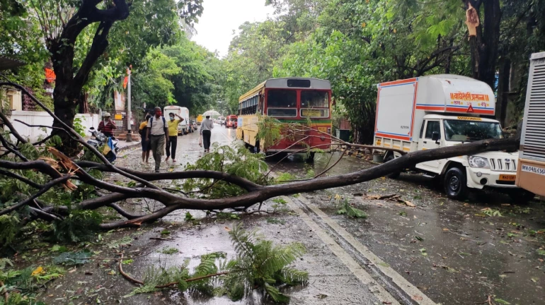 Cyclone Tauktae: 812 trees uprooted in Mumbai; 70 per cent of foreign origin