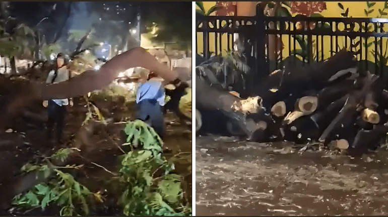 पवई में भारी बारिश के कारण पेड़ गिरने से 2 लोग घायल पवई में भारी बारिश के कारण पेड़ गिरने से 2 लोग घायल