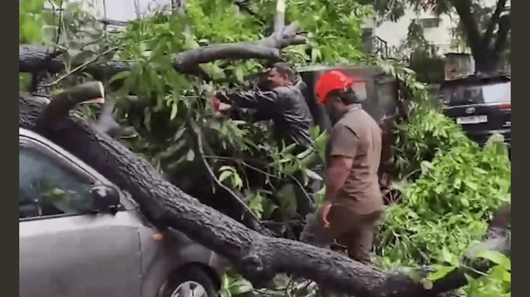 Fallen Trees, Wall Collapse and Waterlogged Roads: Heavy Overnight Rain Leaves Mumbai Reeling Fallen Trees, Wall Collapse and Waterlogged Roads: Heavy Overnight Rain Leaves Mumbai Reeling