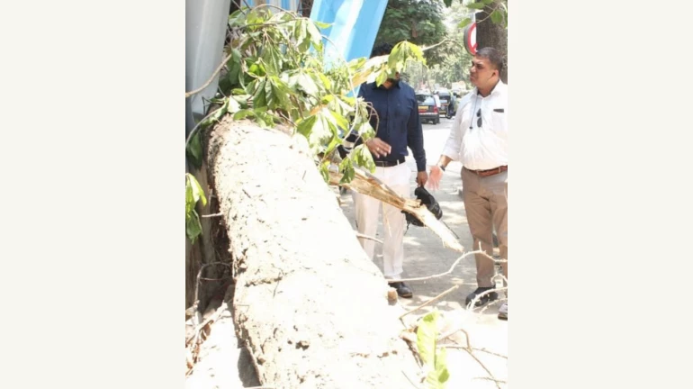 Mumbai: Three Girls Injured After Tree Falls on Auto-Rickshaw in Khar Mumbai: Three Girls Injured After Tree Falls on Auto-Rickshaw in Khar