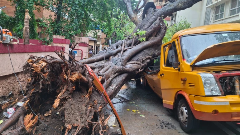 चेंबूर: शाळेच्या बसवर झाड कोसळून मुलं जखमी, एकाचा मृत्यू चेंबूर: शाळेच्या बसवर झाड कोसळून मुलं जखमी, एकाचा मृत्यू