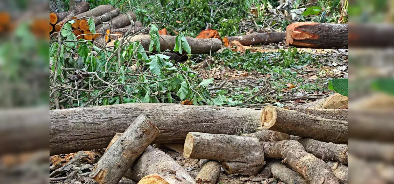 Maharashtra: State will impose a fine of INR 50k for illegal tree felling