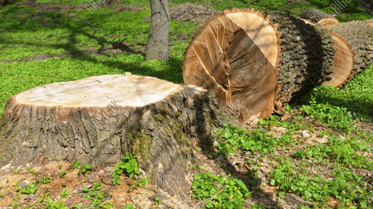 Mumbai Metro 9 Project: Public Outcry Over Cutting 10,000 Trees in Bhayandar Mumbai Metro 9 Project: Public Outcry Over Cutting 10,000 Trees in Bhayandar