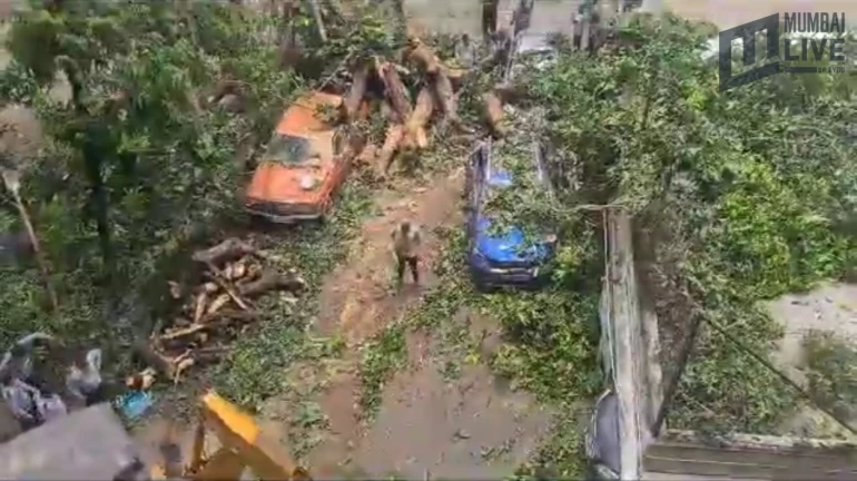 मलबार हिल : झाड पडल्याने नऊ गाड्यांचे नुकसान