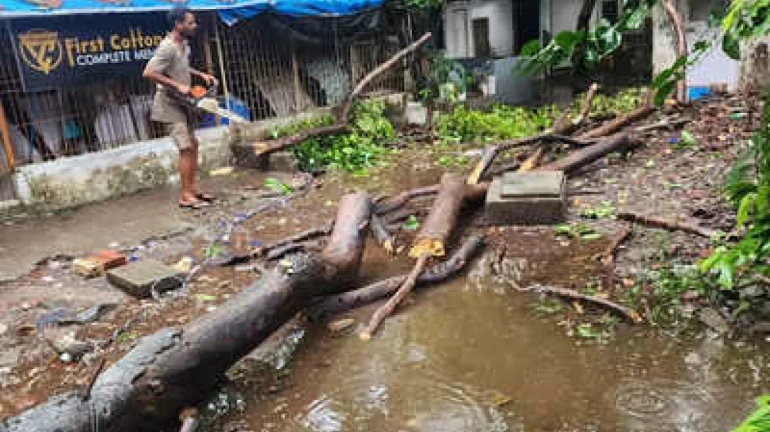 मुंबईच्या मुसळधार पाऊस, मालाडमध्ये झाड कोसळून एकाचा मृत्यू