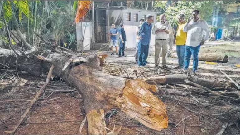 घाटकोपरमध्ये झाड कोसळून महिलेचा मृत्यू घाटकोपरमध्ये झाड कोसळून महिलेचा मृत्यू