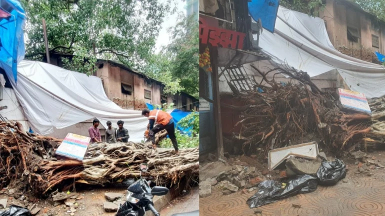 Mumbai: Woman Dies After Banyan Tree Falls On Her Mumbai: Woman Dies After Banyan Tree Falls On Her