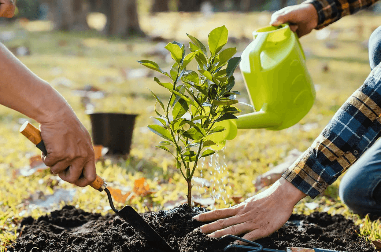 कुर्ला, पवई आणि बोरिवली येथे वृक्षारोपण होणार