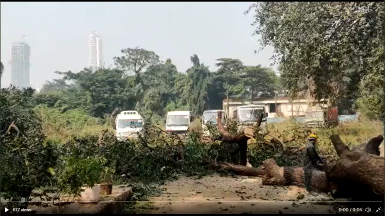 Mumbai: Several huge trees cut for development of Tata Memorial Hospital in Parel
